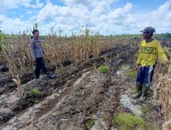 Dukung Ketahanan Pangan, Polsek Rakumpit Sambangi Kebun Jagung Warga Kelurahan Pager