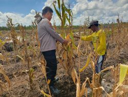 Bhabinkamtibmas Pager Lakukan Pendampingan Pertanian di Lahan Jagung