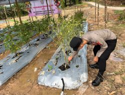 Dukung Ketahanan Pangan, Personil Satbinmas Polres Lamandau melaksanakan kegiatan perawatan tanaman Cabe,Tomat dan Terong