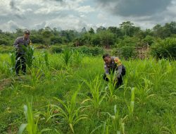 Mendukung Ketahanan Pangan, Personil Polsek Katingan Hulu Cek Lokasi Pemanfaatan Pekarangan Warga.