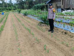 Bhabinkamtibmas Polsek Lamandau Dukung Ketahanan Pangan Nasional lewat Penanaman Jagung