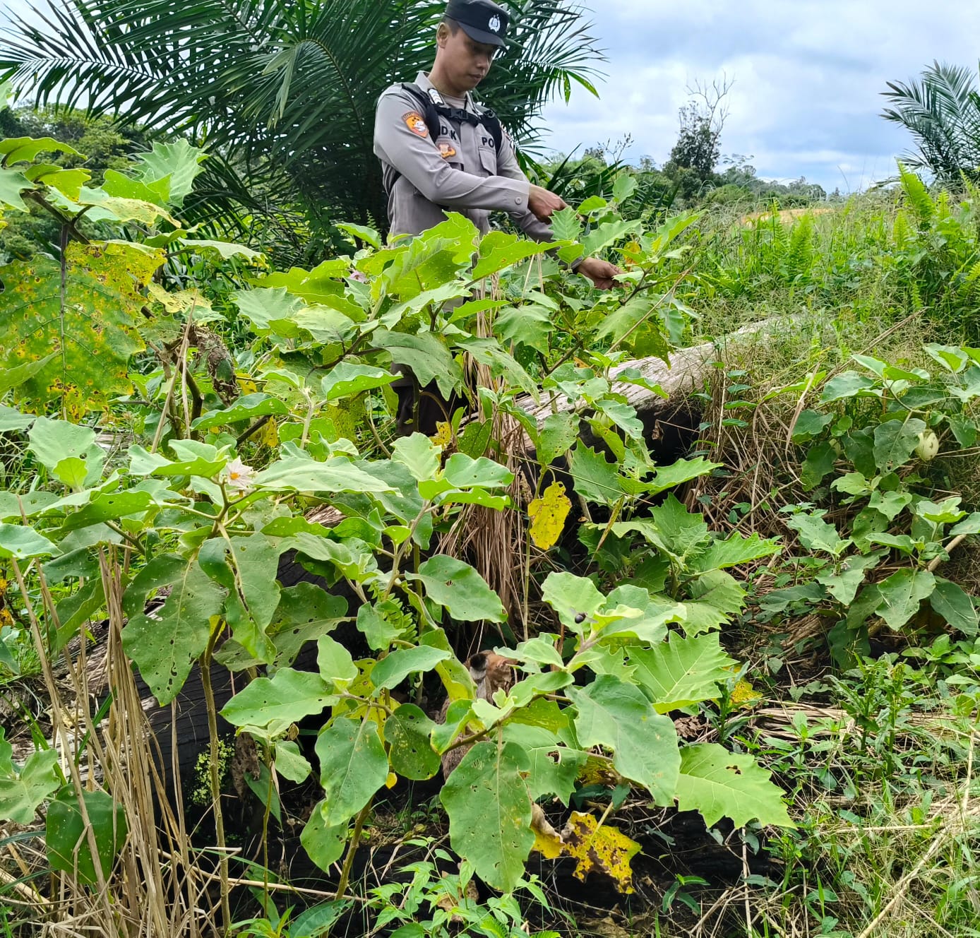 Dukung Ketahanan Pangan, Piket Polsek Marikit Cek Lokasi Pemanfaatan Pekarangan.