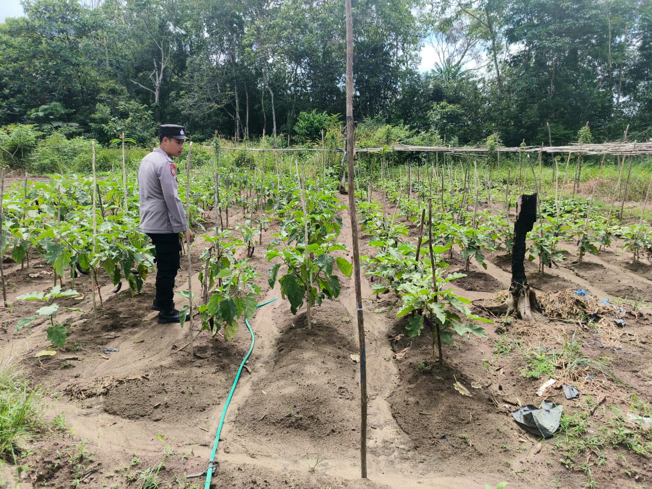 Dukung Ketahanan Pangan, Bhabinkamtibmas Polsek Delang Silaturahmi ke masyarakat terkait Program Asta Cita Presiden RI