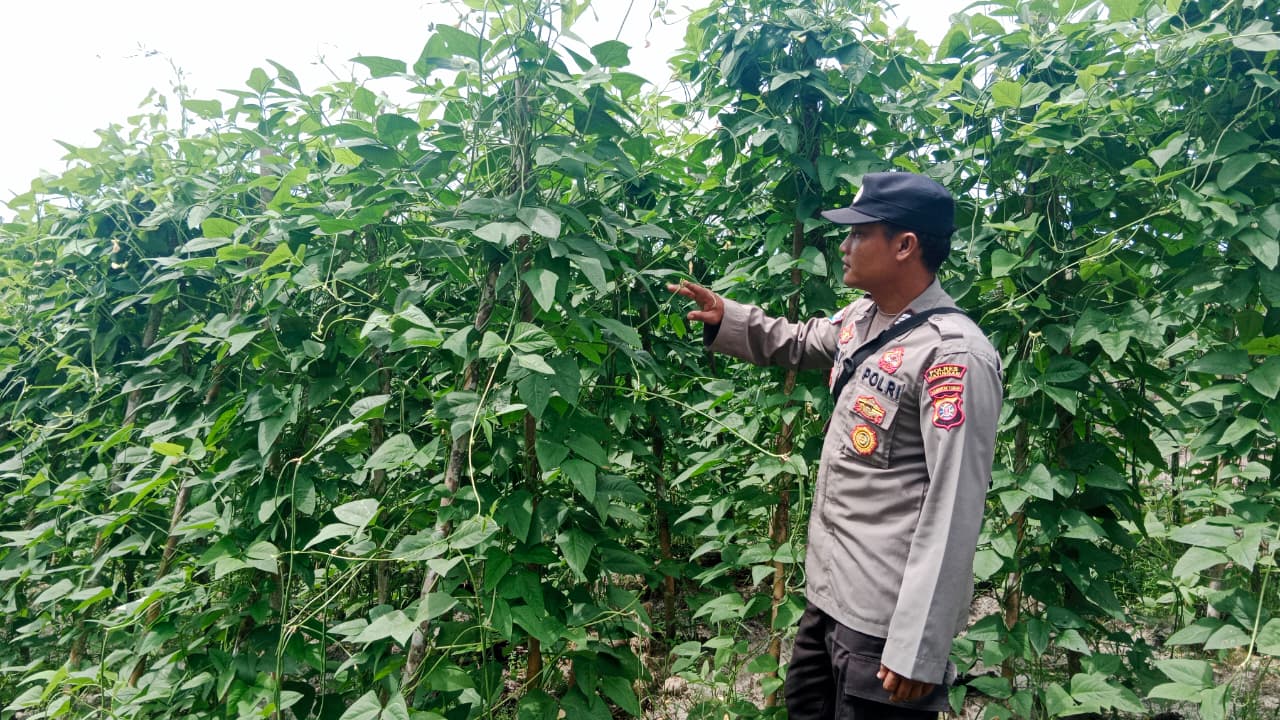 Mendukung Ketahanan Pangan, Personil Polsek sanaman mantikei Cek Lokasi Pemanfaatan Pekarangan Warga.
