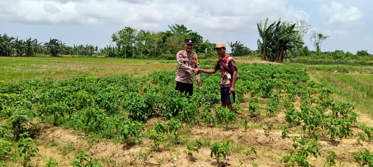 Mendukung Katahan Pangan, Bhabinkamtibmas Desa jaya makmur Cek Lokasi Pemanfaatan Lahan Warga
