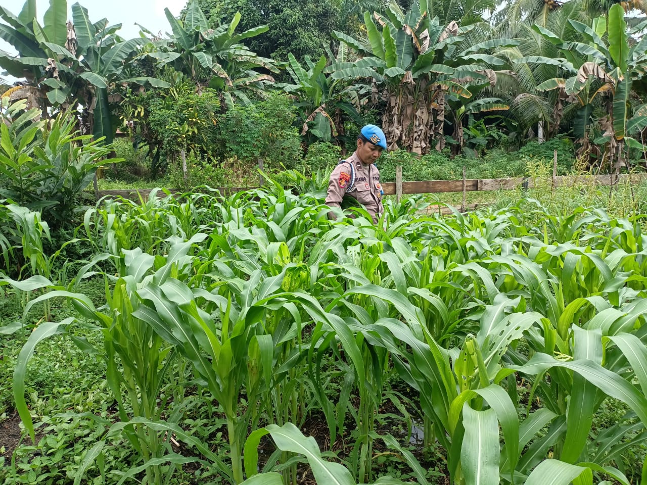 Personil Polsek Marikit Cek Lokasi Pemanfaatan Pekarangan Warga di Kec. Marikit, Kab. Katingan