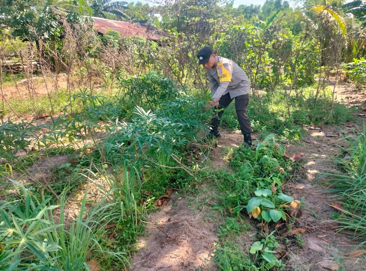 Mendukung Katahanan Pangan, Bhabinkamtibmas Desa Kampung Tengah Cek Lokasi Pemanfaatan Lahan Pekarangan Warga