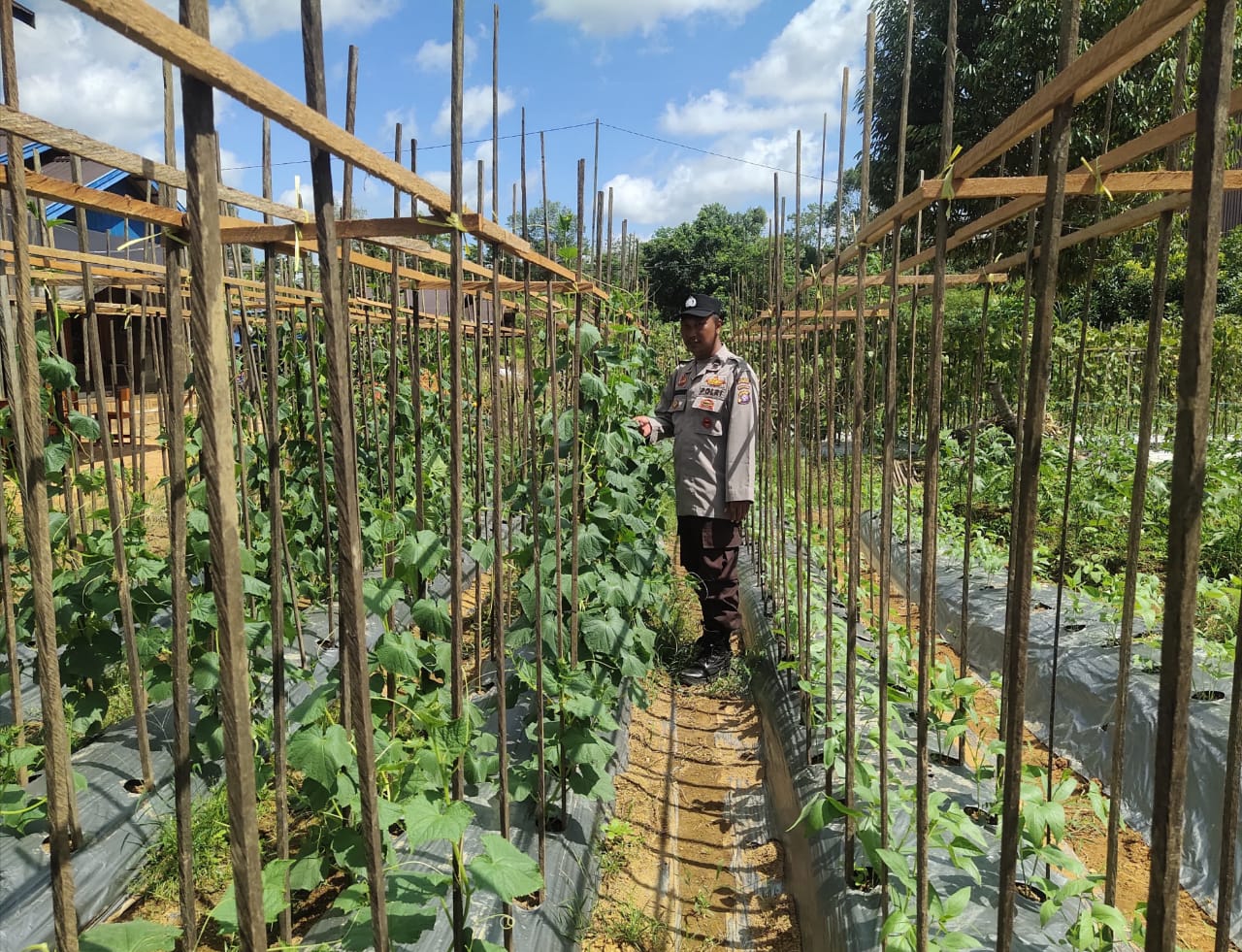 Mendukung Ketahanan Pangan, Personil Polsek sanaman mantikei Cek Lokasi Pemanfaatan Pekarangan Warga.