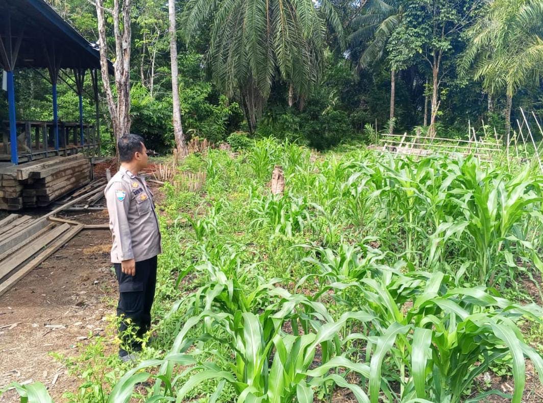 Mendukung Ketahanan Pangan, Personil Polsek Katingan Hulu Cek Lokasi Pemanfaatan Pekarangan Warga.