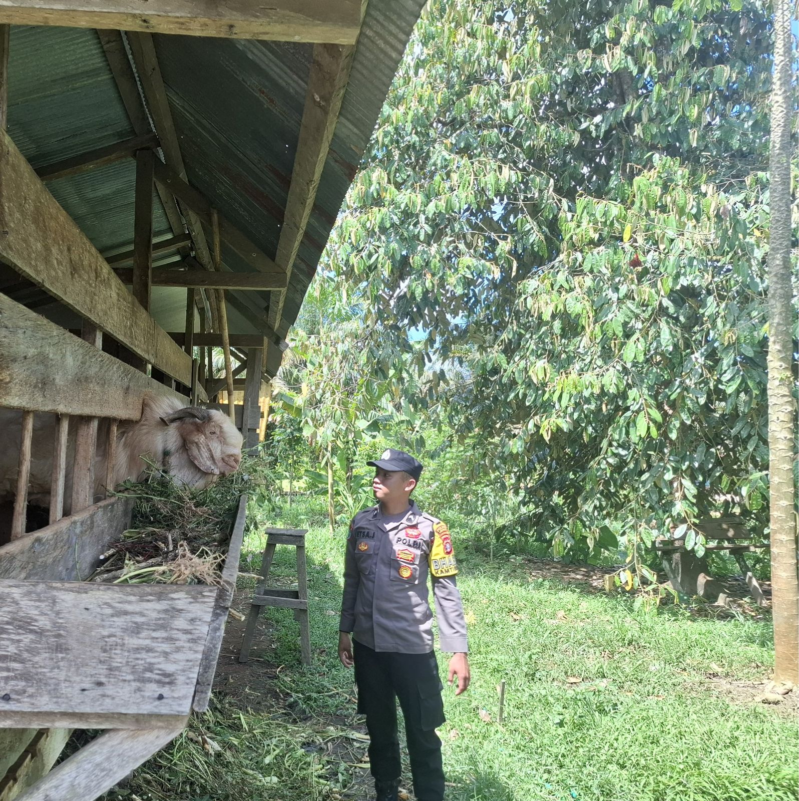Dukung Ketahanan Pangan, Bhabinkamtibmas Sambangi Peternak Kambing