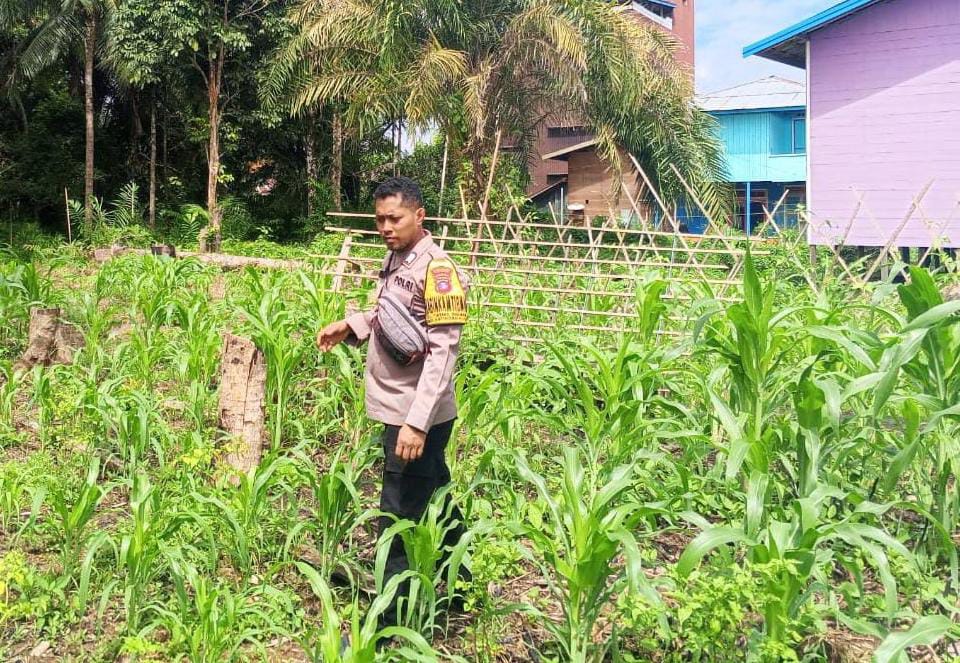 Mendukung Ketahanan Pangan, Personil Polsek Katingan Hulu dan Bukit Raya Cek Lokasi Pemanfaatan Pekarangan Warga.