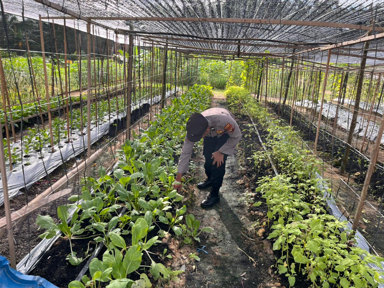 Dukung Ketahanan Pangan, Personil Satbinmas Polres Lamandau melaksanakan kegiatan perawatan tanaman Cabe,Tomat dan Terong