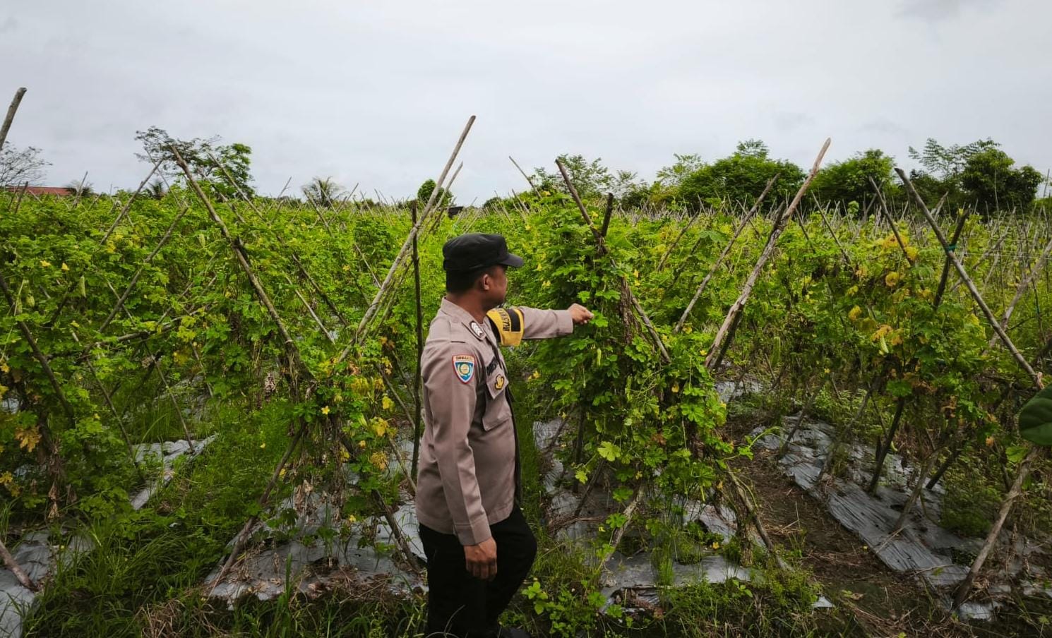 Mendukung Katahan Pangan, Bhabinkamtibmas Desa jaya makmur Cek Lokasi Pemanfaatan Lahan Warga.
