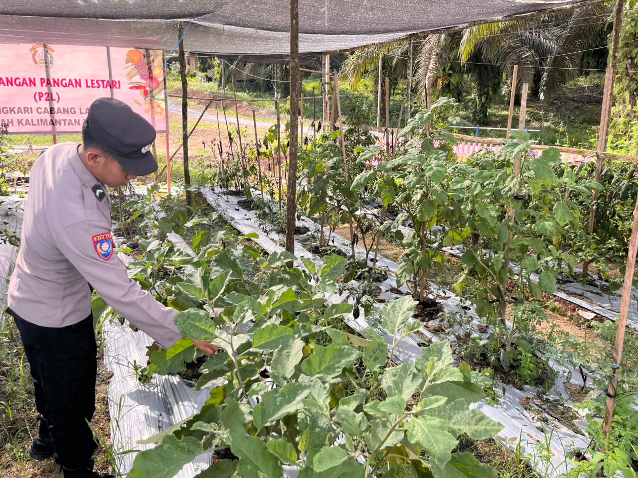 Dukung Ketahanan Pangan, Personil Satbinmas Polres Lamandau melaksanakan kegiatan perawatan tanaman Cabe,Tomat dan Terong