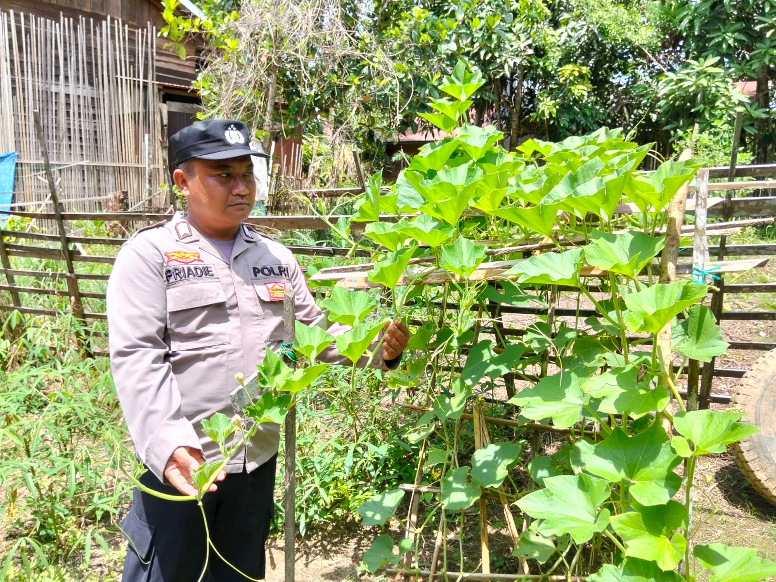 Dukung Program Ketahanan Pangan Asta Cita Pemerintah Polsek Marikit Cek Lokasi Pemanfaatan Pekarangan Warga di Kec. Marikit, Kab. Katingan.