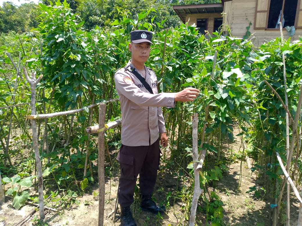 Dukung Ketahanan Pangan, Personil Polsek Marikit Cek Lokasi Pemanfaatan Pekarangan.
