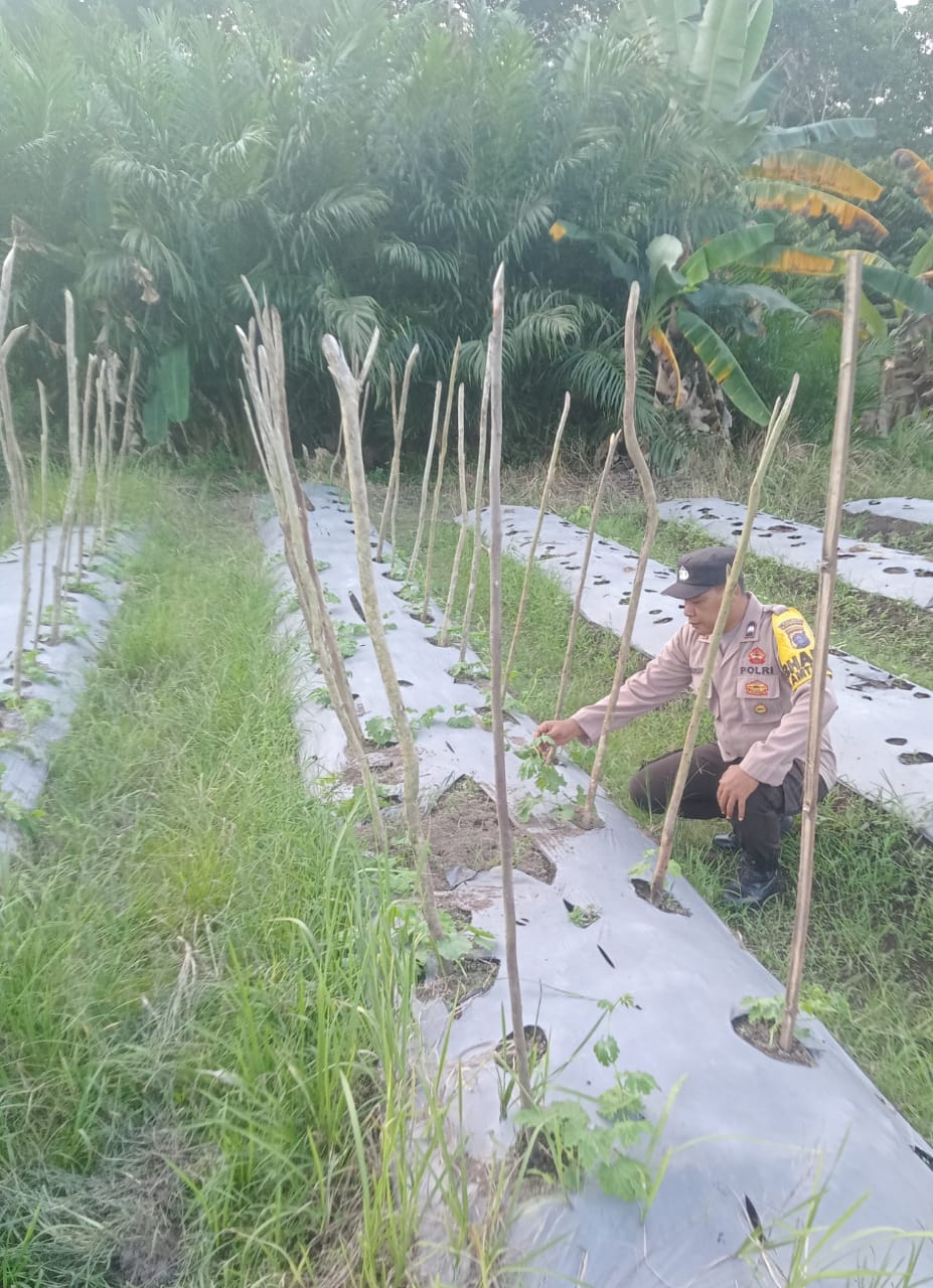 Dalam Rangka Mendukung Program Pemerintah, Bhabinkamtibmas Desa Kampung melayu Polsek Mendawai Cek Lokasi Pemanfaatan Lahan Pekarangan Warga