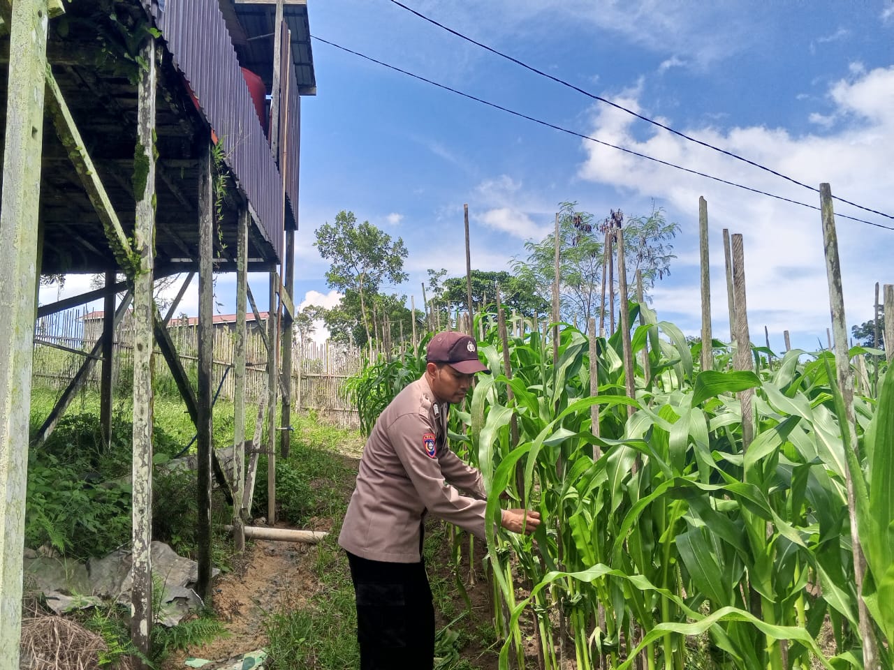 Mendukung Ketahanan Pangan, Personil Polsek Katingan Hulu dan Bukit Raya Cek Lokasi Pemanfaatan Pekarangan Warga.