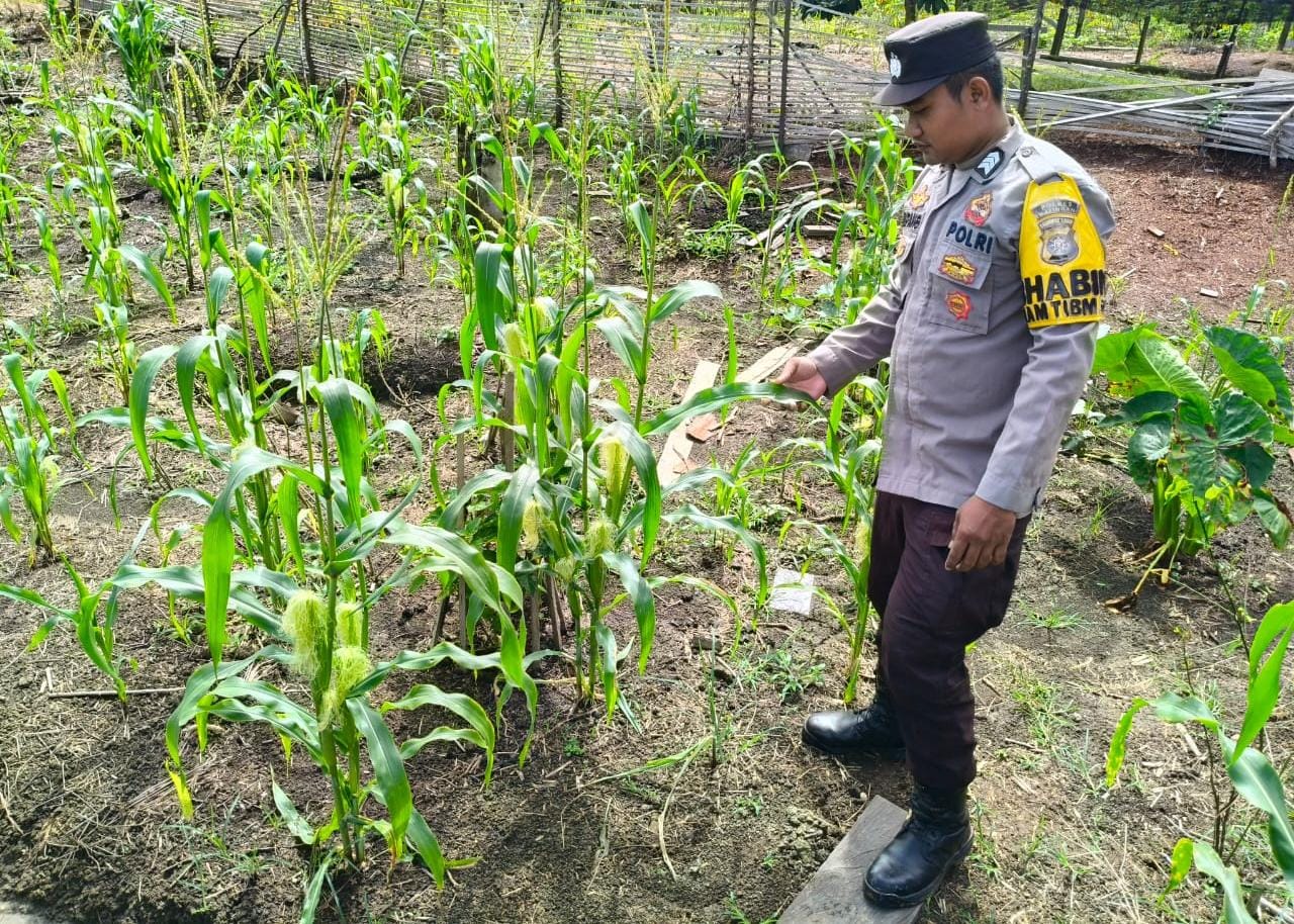 Polsek Marikit melaksanakan kegiatan pengecekan pemanfaatan lahan dalam program Ketahanan Pangan bentuk Dukungan terhadap Kebijakan Presiden RI tentang Asta Cita Ketahanan Pangan