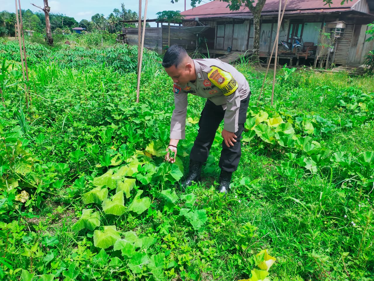 Mendukung Ketahanan Pangan, Personil Polsek sanaman mantikei Cek Lokasi Pemanfaatan Pekarangan Warga.