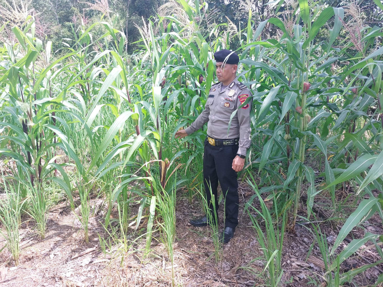 Dalam Rangka Mendukung Program Pemerintah, Bhabinkamtibmas Desa Kampung melayu Polsek Mendawai Cek Lokasi Pemanfaatan Lahan Pekarangan Warga