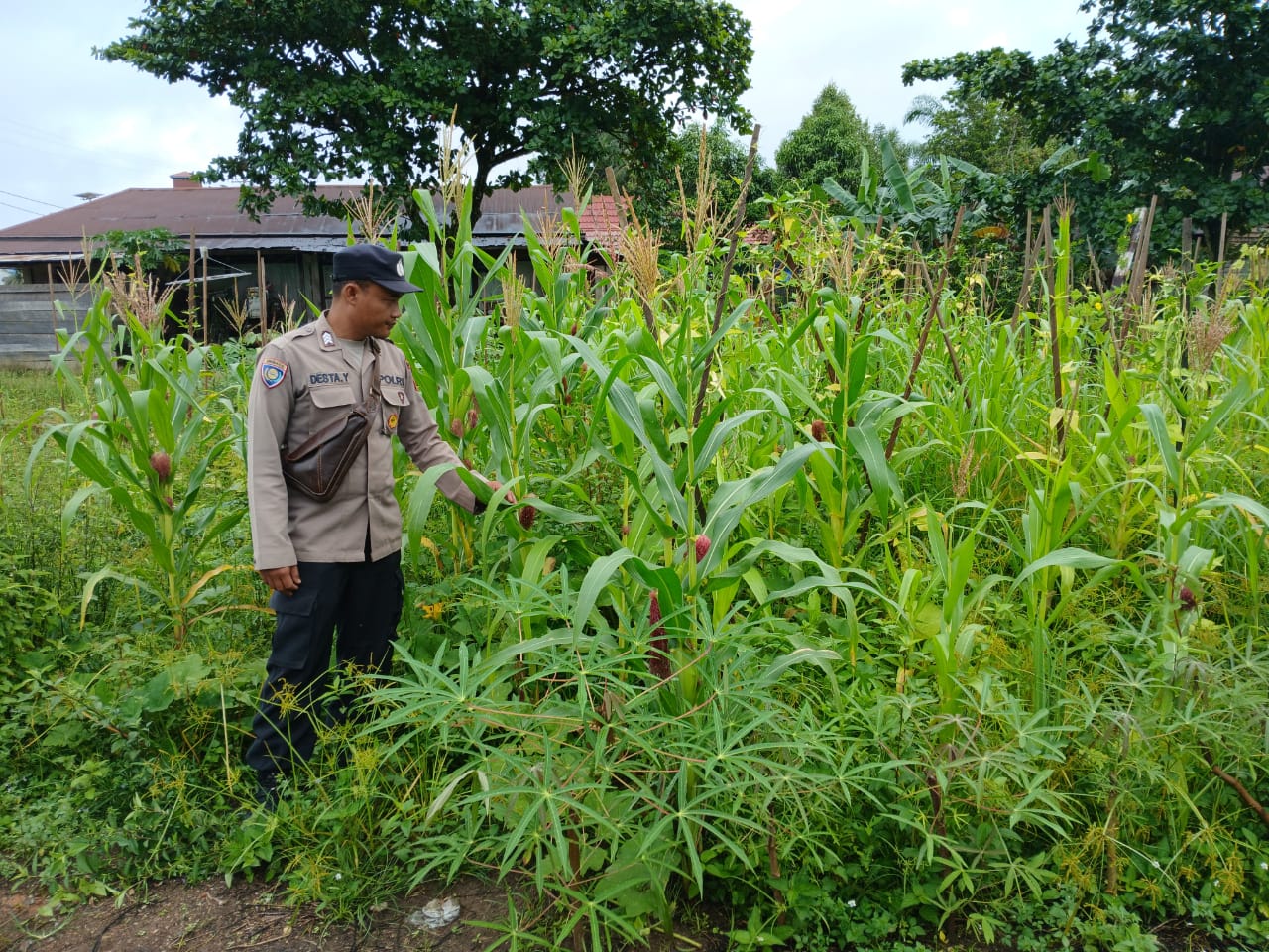 Mendukung Ketahanan Pangan, Personil Polsek sanaman mantikei Cek Lokasi Pemanfaatan Pekarangan Warga.