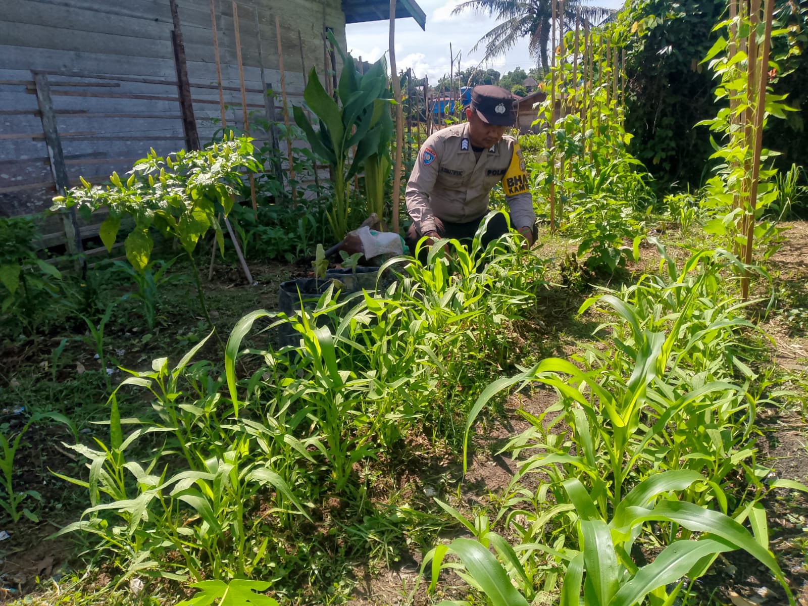 Polsek Marikit melaksanakan kegiatan pengecekan pemanfaatan lahan dalam program Ketahanan Pangan bentuk Dukungan terhadap Kebijakan Presiden RI tentang Asta Cita Ketahanan Pangan