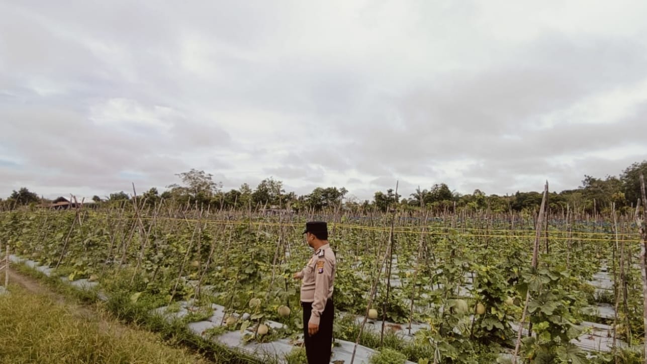 Dukung Ketahanan Pangan, Polsek Tewang Sangalang Garing dan Pulau Malan Dorong Warga Terus Manfaatkan Lahan Pertanian