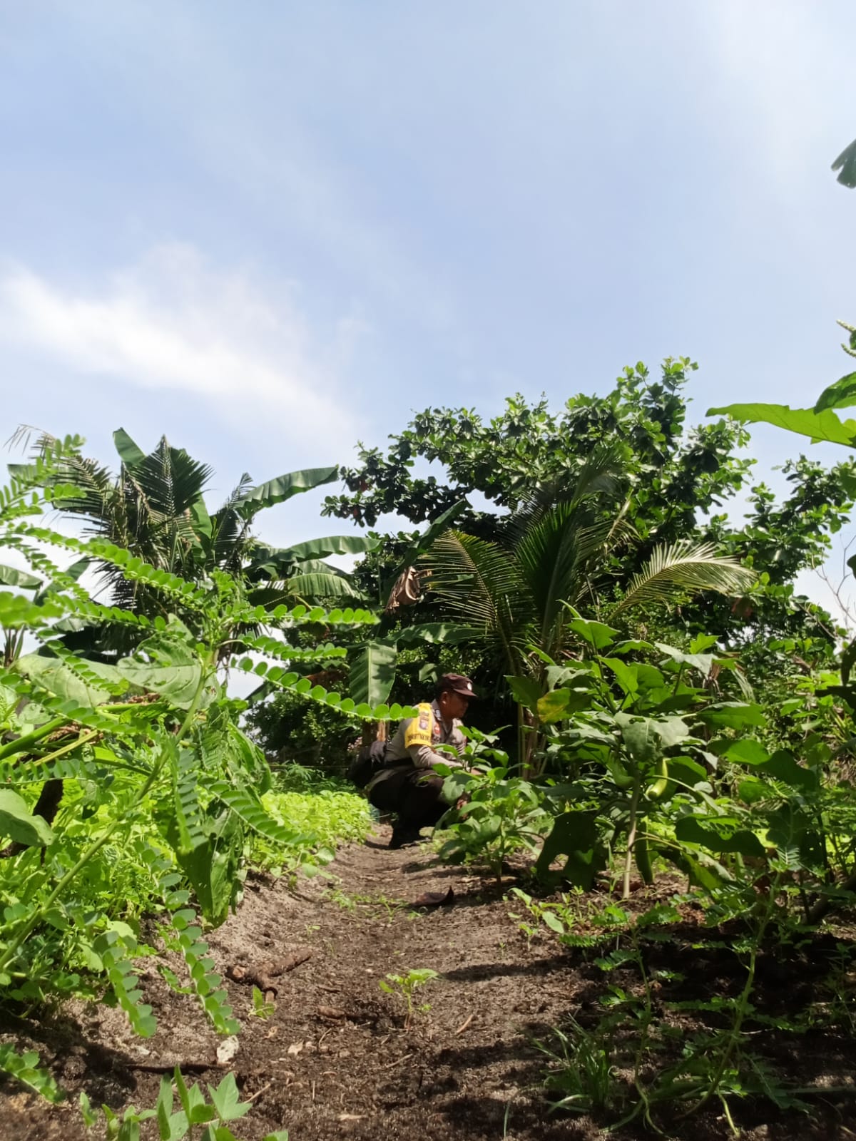 Mendukung ketahanan pangan, Personil Polsek Katingan Kuala cek lokasi pemanfaatan lahan warga berkebun holtikultura
