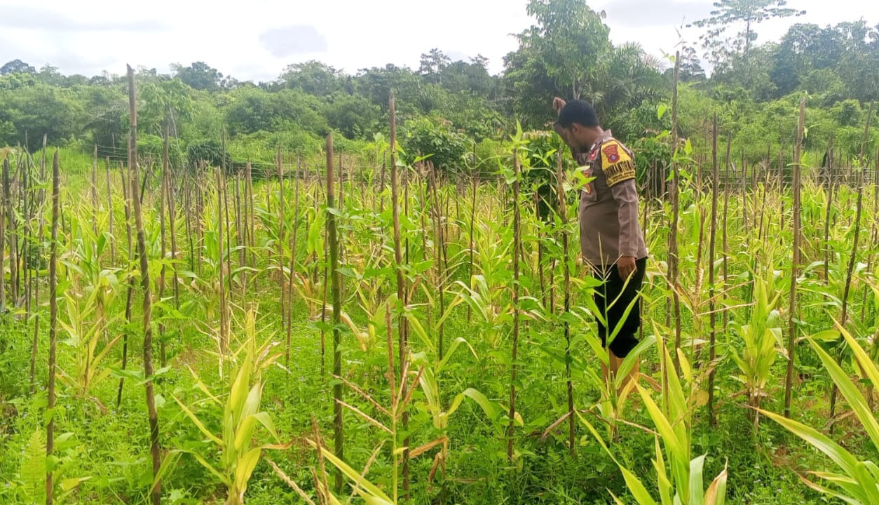 ‎Mendukung Ketahanan Pangan, Personil Polsek Katingan Hulu Cek Lokasi Pemanfaatan Pekarangan Warga.