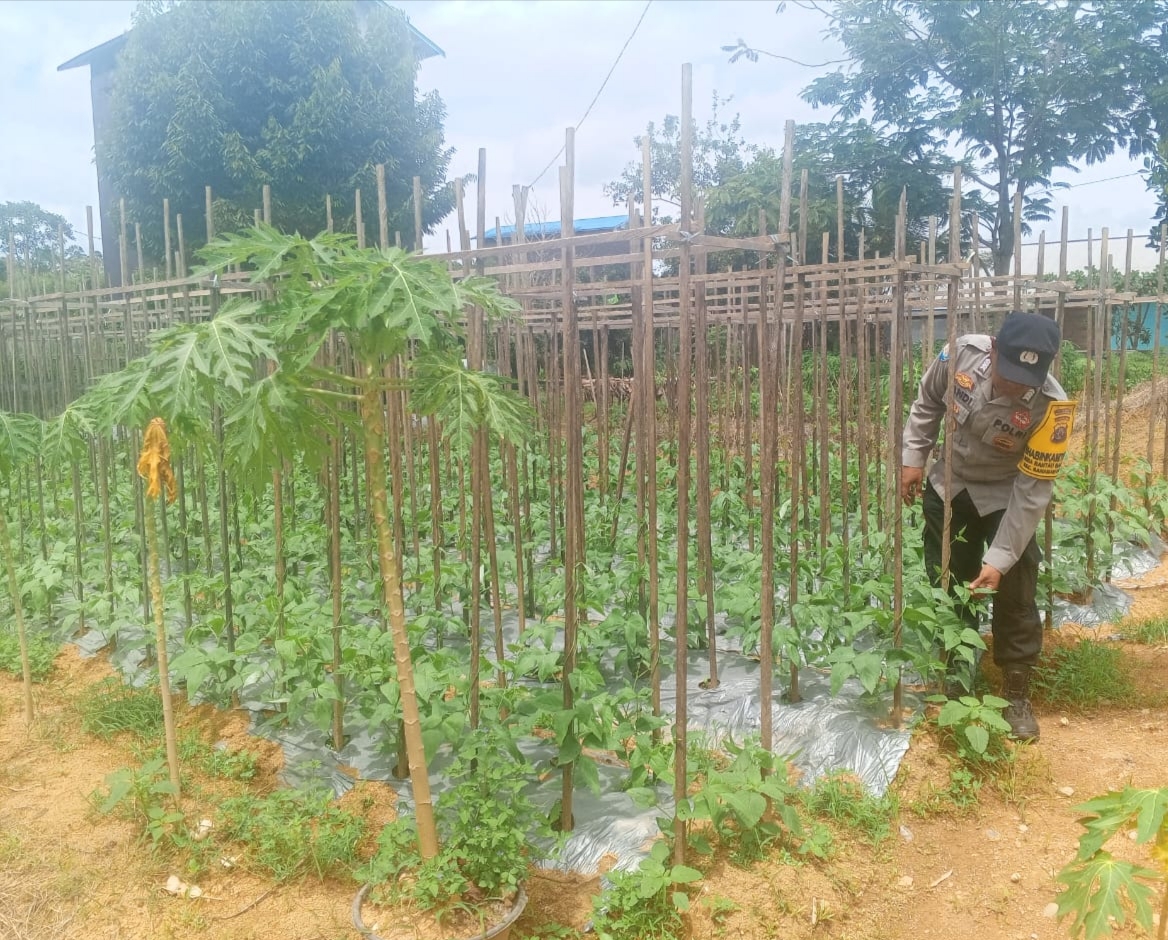 Mendukung Ketahanan Pangan, Personil Polsek sanaman mantikei Cek Lokasi Pemanfaatan Pekarangan Warga.