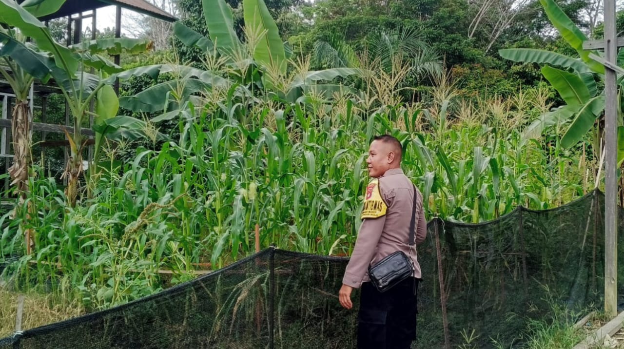 Mendukung Ketahanan Pangan, Personil Polsek Katingan Hulu Cek Lokasi Pemanfaatan Pekarangan Warga.