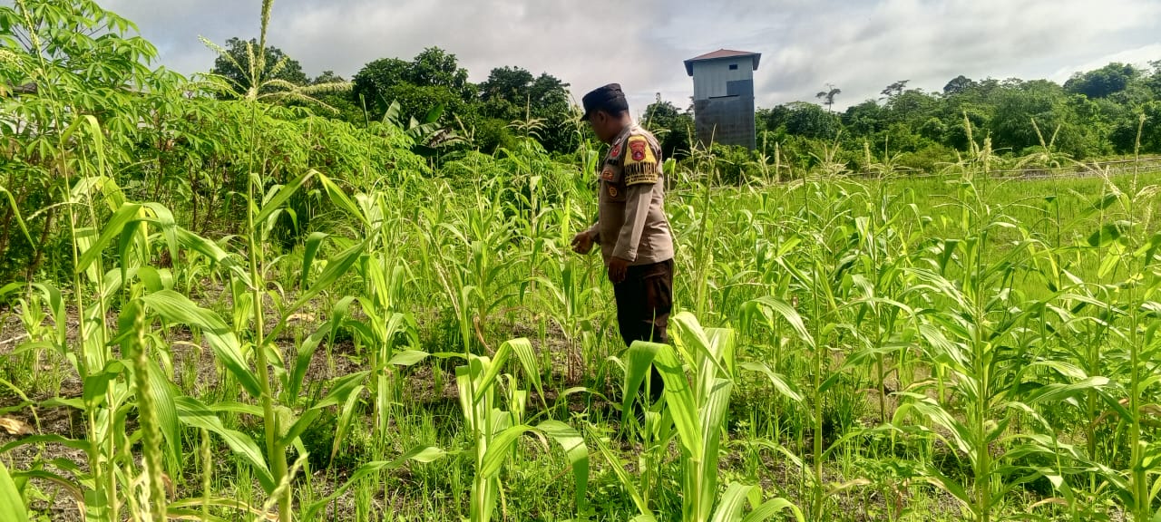 Mendukung Ketahanan Pangan, Personil Polsek Katingan Hulu dan Bukit Raya Cek Lokasi Pemanfaatan Pekarangan Warga.