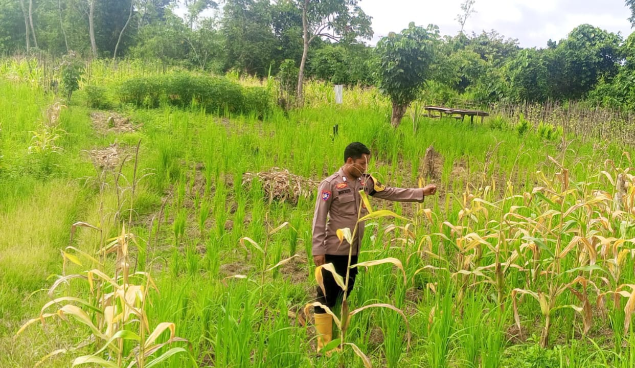 Mendukung Ketahanan Pangan, Personil Polsek Katingan Hulu Cek Lokasi Pemanfaatan Pekarangan Warga.