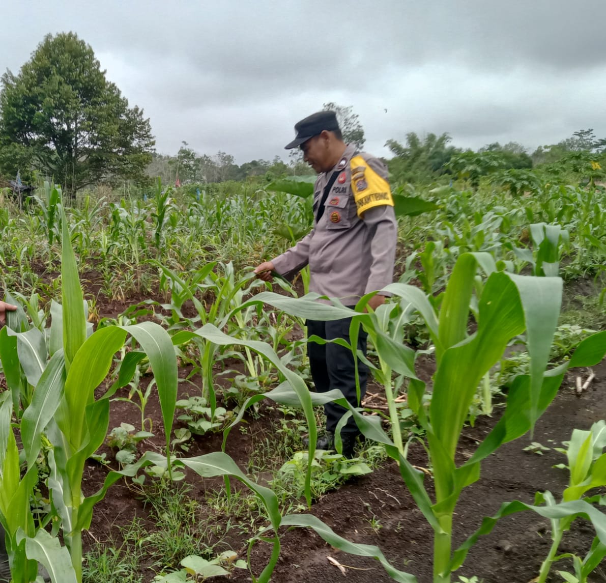 Dukung Ketahanan Pangan, Piket Polsek Marikit Cek Lokasi Pemanfaatan Pekarangan.