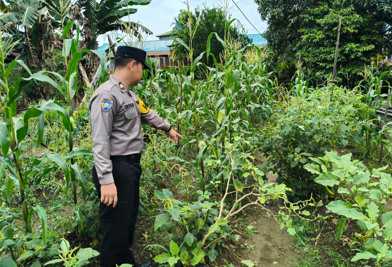 Dukung Ketahanan Pangan, Piket Polsek Marikit Cek Lokasi Pemanfaatan Pekarangan.