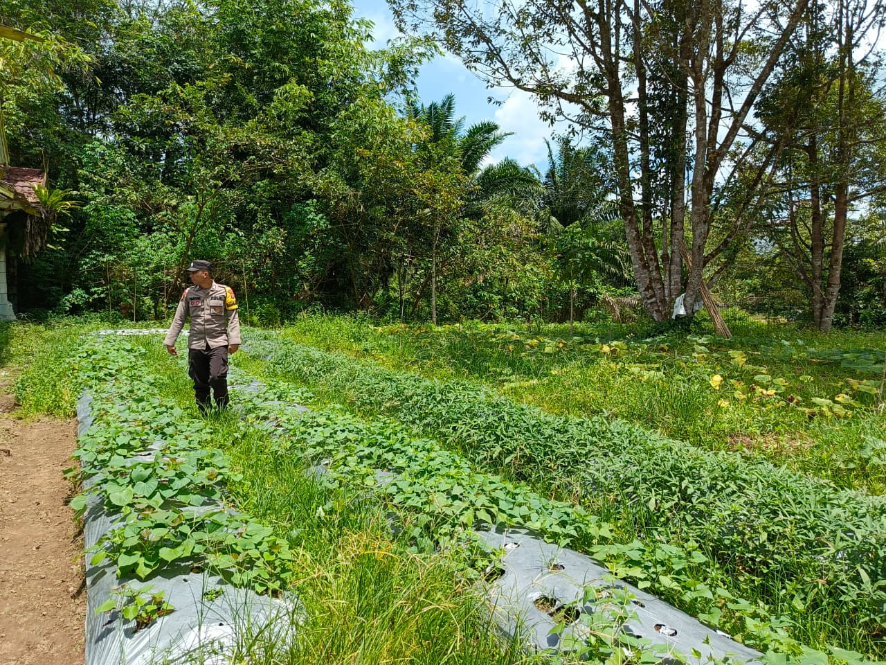 Dukung Ketahanan Pangan, Bhabinkamtibmas Polsek Delang Silaturahmi ke masyarakat terkait Program Asta Cita Presiden RI