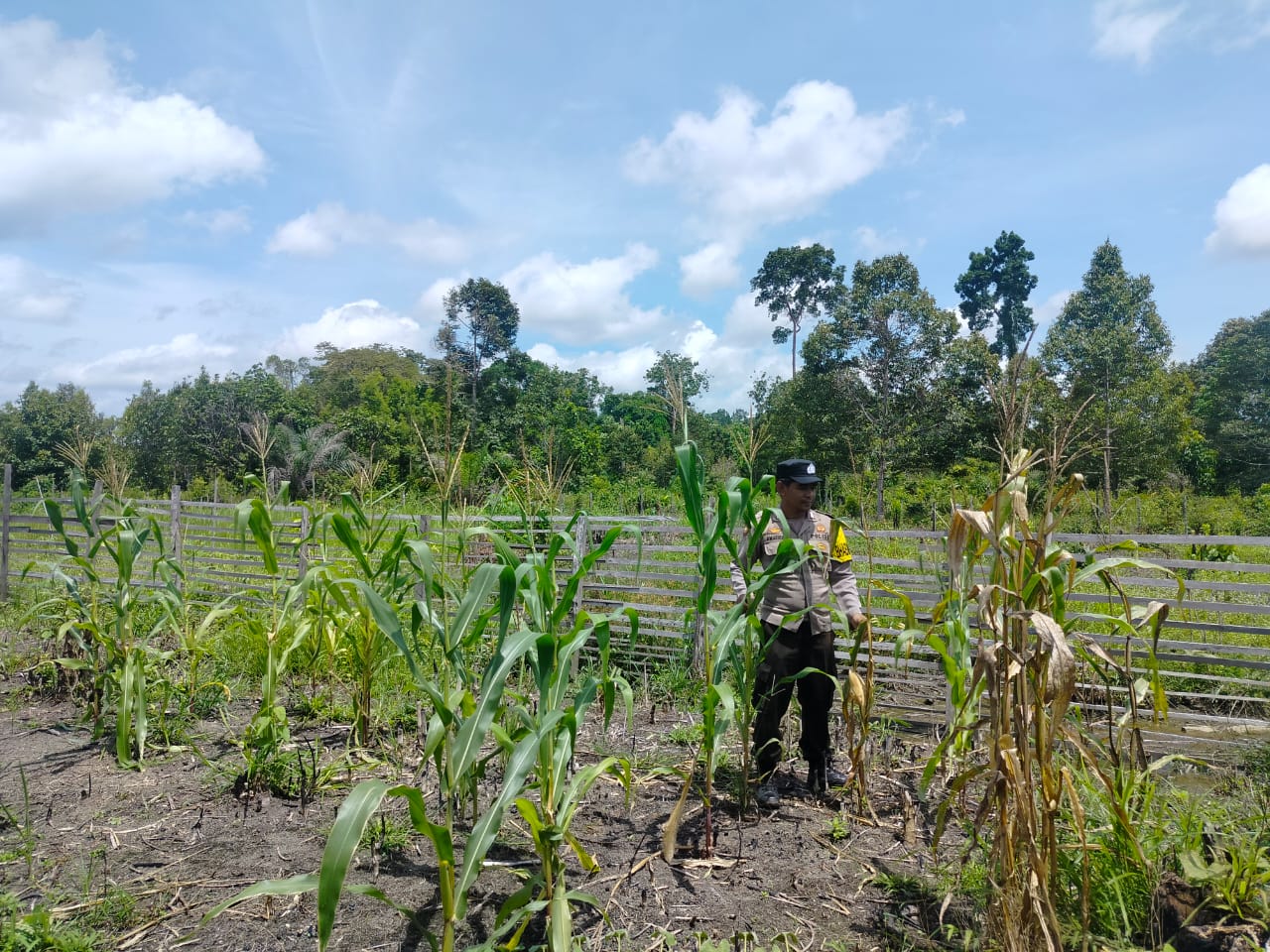 Personil Polsek Marikit Cek Lokasi Pemanfaatan Pekarangan Warga di Kec. Marikit, Kab. Katingan.
