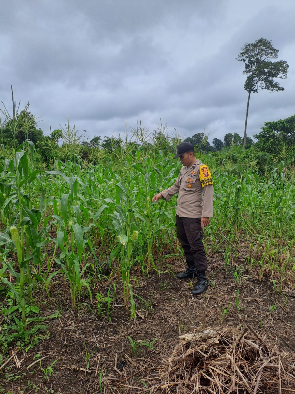 Mendukung Ketahanan Pangan, Personil Polsek Katingan Hulu dan Bukit Raya Cek Lokasi Pemanfaatan Pekarangan Warga.