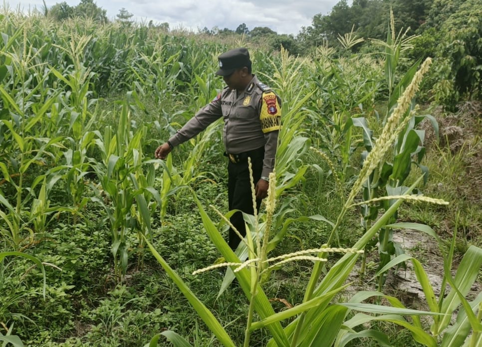 Dukung Ketahanan Pangan, Polsek Tewang Sangalang Garing dan Pulau Malan Dorong Warga Terus Manfaatkan Lahan Pertanian