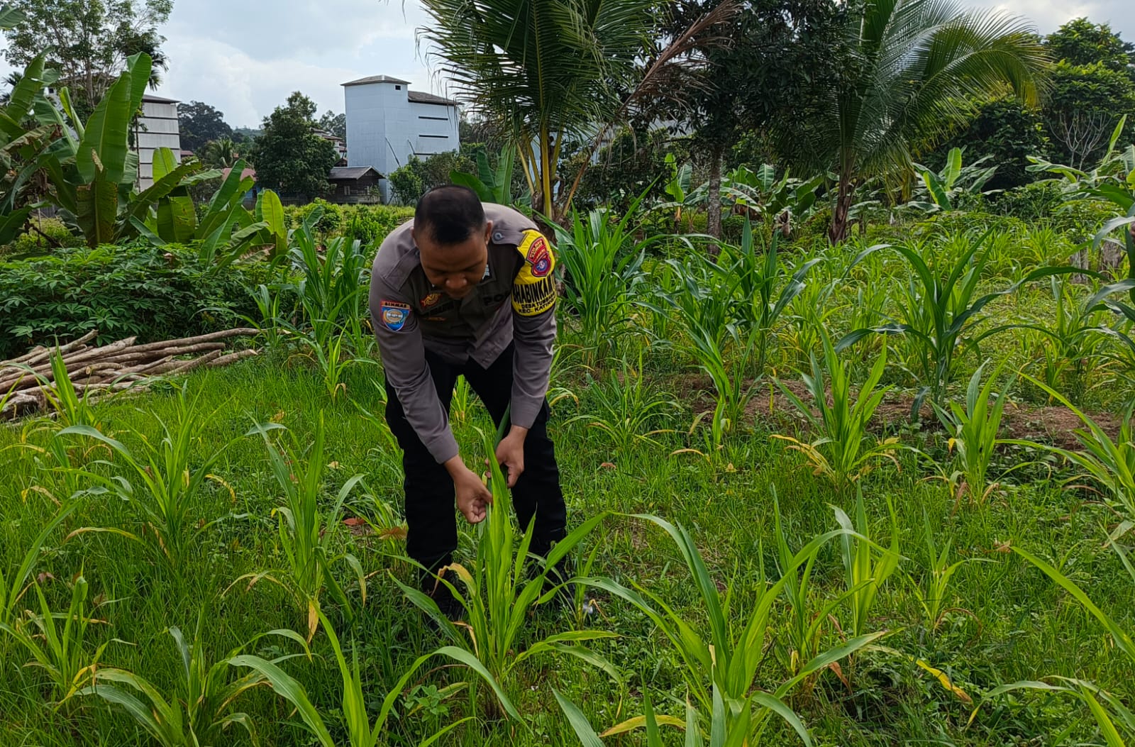 ‎Mendukung Ketahanan Pangan, Personil Polsek Katingan Hulu  Cek Lokasi Pemanfaatan Pekarangan Warga.