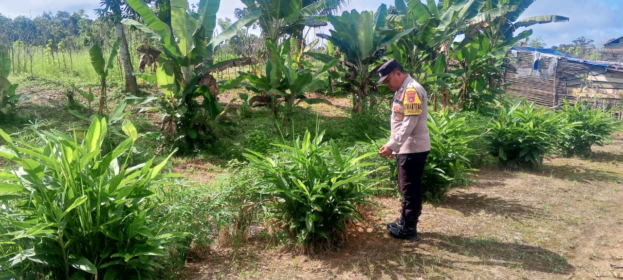 Mendukung Ketahanan Pangan, Personil Polsek Katingan Hulu dan Bukit Raya Cek Lokasi Pemanfaatan Pekarangan Warga.