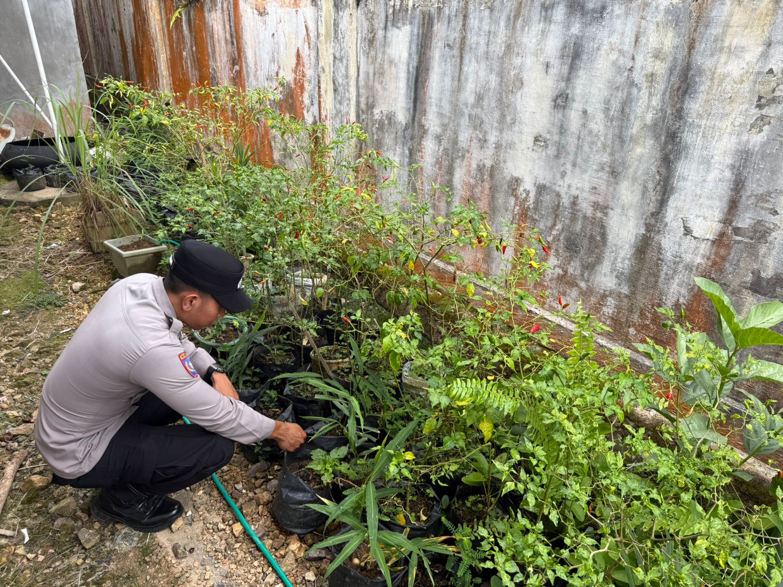 Dukung Ketahanan Pangan, Bhabinkamtibmas Polsek Delang Silaturahmi ke masyarakat terkait Program Asta Cita Presiden RI
