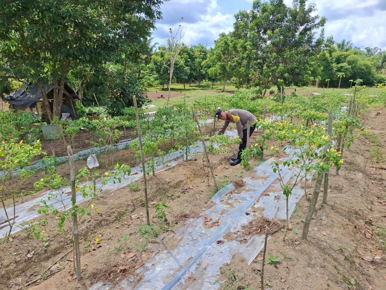 Bhabinkamtibmas Polsek Lamandau Perkuat Ketahanan Pangan Lewat Silaturahmi Program Asta Cita Presiden RI