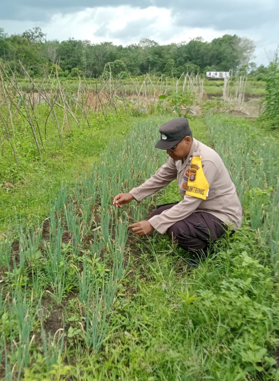 Dalam Rangka Mendukung Program Pemerintah, Bhabinkamtibmas Desa Kampung melayu Polsek Mendawai Cek Lokasi Pemanfaatan Lahan Pekarangan Warga