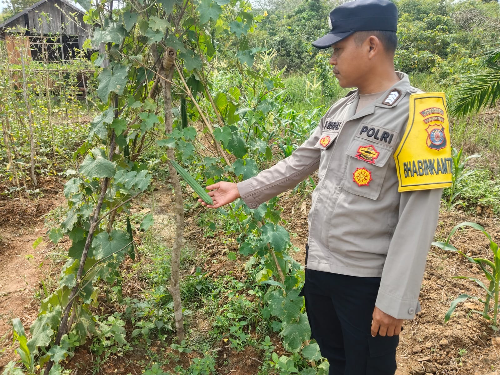 Mendukung Ketahanan Pangan, Personil Polsek sanaman mantikei Cek Lokasi Pemanfaatan Pekarangan Warga.