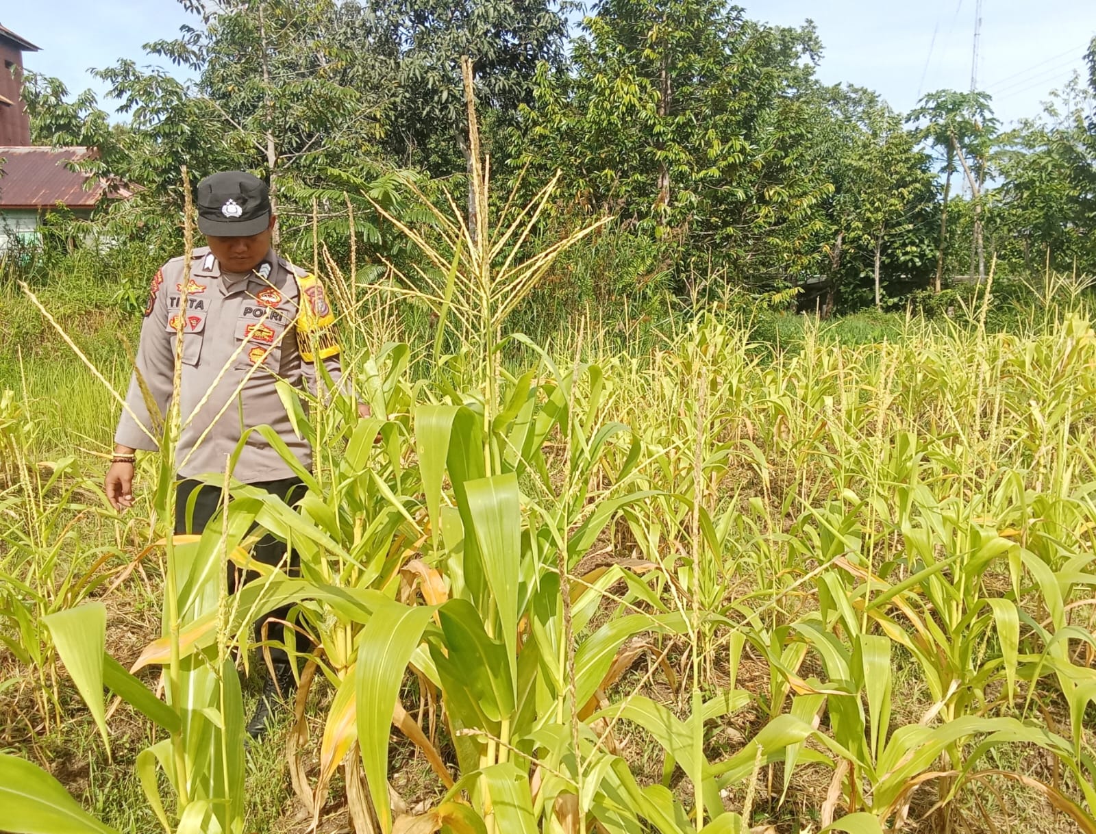 Dalam Rangka Mendukung Program Pemerintah, Bhabinkamtibmas Desa Mendawai Polsek Mendawai Cek Lokasi Pemanfaatan Lahan Pekarangan Warga