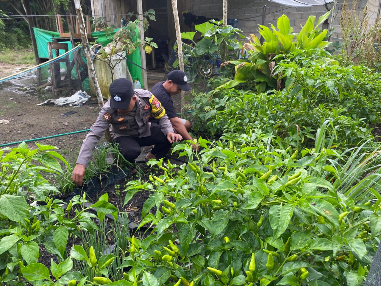Bhabinkamtibmas Pererat Hubungan dengan Petani, Dukung Ketahanan Pangan dalam Asta Cita