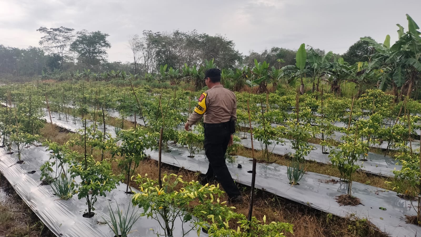 Dalam Rangka Mendukung Program Pemerintah, Bhabinkamtibmas Desa Mekartani Polsek Mendawai Cek Lokasi Pemanfaatan Lahan Pekarangan Warga