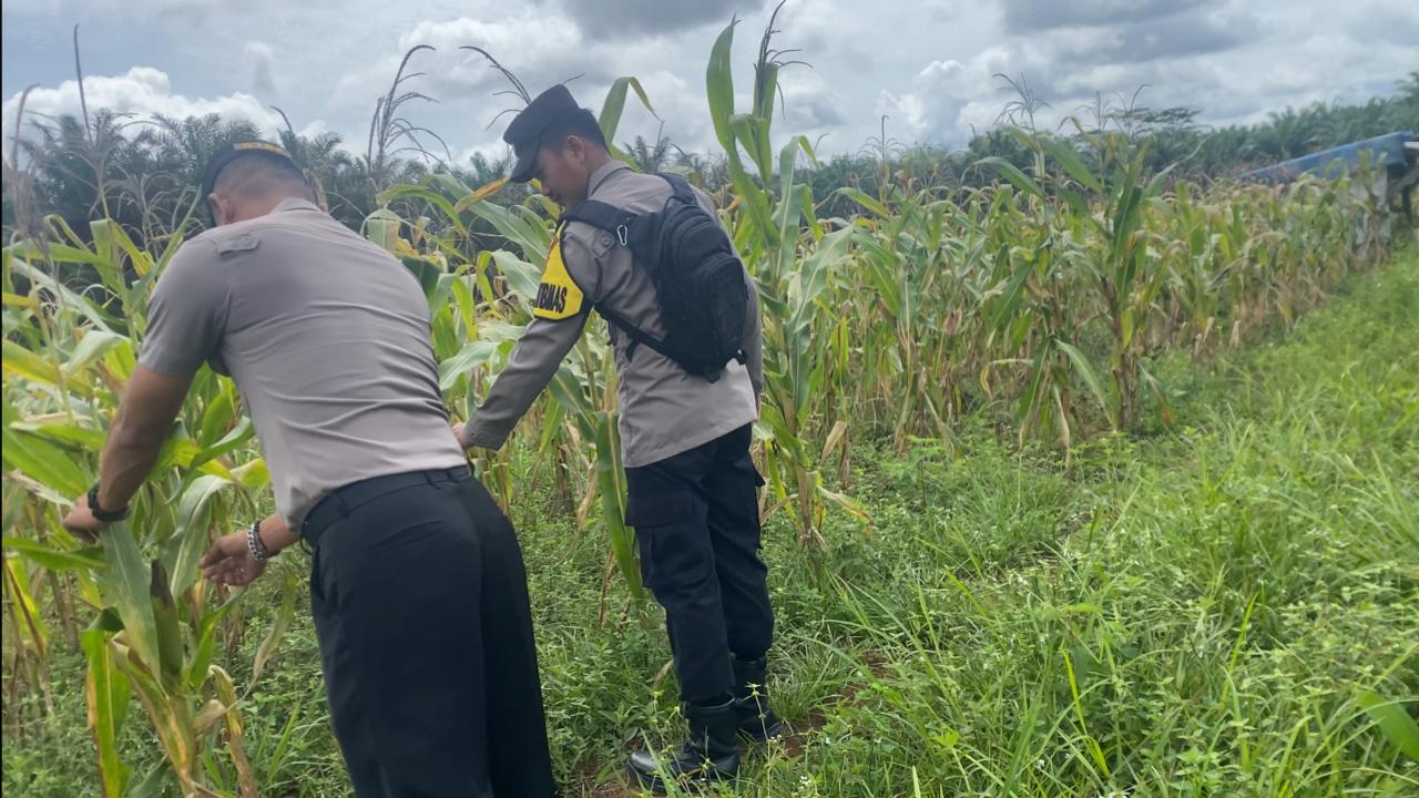 Dukung Ketahanan Pangan, Bhabinkamtibmas Polsek Sematu Tinjau Perkembangan Tanaman Jagung Warga